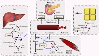 Physiology of Insulin and Glucagon [upl. by Mcbride]