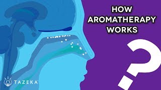 How Aromatherapy Works [upl. by Jaela813]