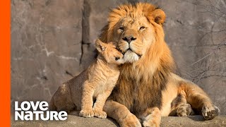 Lion Cubs Are Introduced To Their Father  Predator Perspective  Love Nature [upl. by Pilar110]