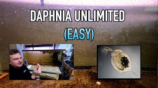 How I Raise Daphnia Water Fleas And You Can Too [upl. by Rosalia]