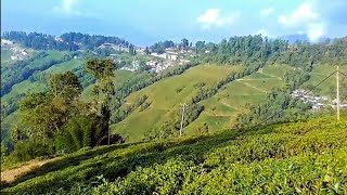 Darjeeling Tea gardens [upl. by Nayarb355]