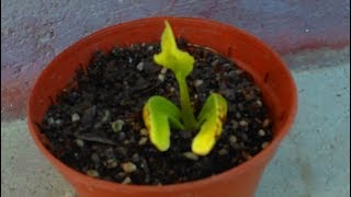 How to grow a Cashew Nut Tree in 12 Days from Seed nut [upl. by Griffis]