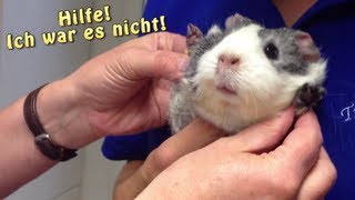 Meerschweinchen unterwegs  Heute Tierarzt  Die Meeries [upl. by Viki]