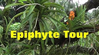 The Plant Traveller Epiphyte Tour [upl. by Treiber571]