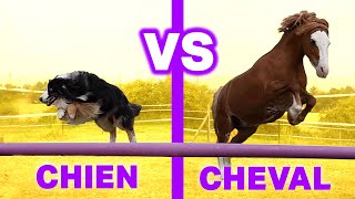 CHIEN VS CHEVAL  LE MEILLEUR AMI DE LHOMME [upl. by Sirama]