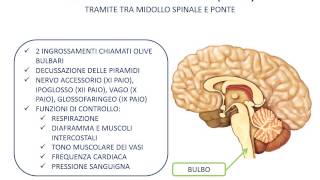 29 Tronco dellencefalo [upl. by Norda739]