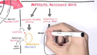 Microbiology  Bacteria Antibiotic Resistance [upl. by Ahsinyd]