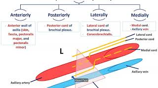 Axillary Vessels and Lymph Nodes  Dr Ahmed Farid [upl. by Darice456]