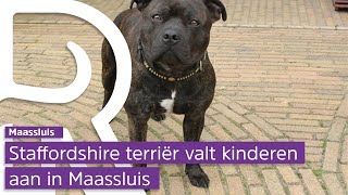 Agressieve hond maakte meer slachtoffers in Maassluis [upl. by Adorl]