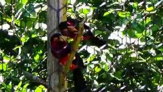 My Bearded Barbet Bird Video [upl. by Bjorn]