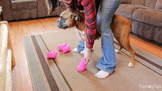 DIY Dog Boots How To Make Them Without Sewing [upl. by Ballou]