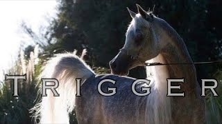 Trigger  Arabian Horse Music Video [upl. by Penelopa]