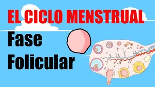 🩸El CICLO MENSTRUAL 🩸 Fase Folicular 🩸Menstruación y Fase proliferativa🩸 [upl. by Kent]