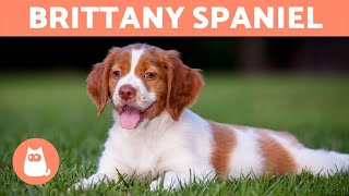 BRITTANY SPANIEL  Characteristics and Care [upl. by Aufmann]