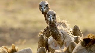 Meet the Largest Vultures in Africa [upl. by Burrton442]