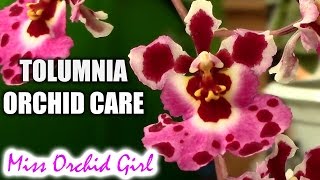 Orchid care  Tolumnia Orchids watering fertilizing reblooming [upl. by Garihc]