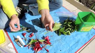 Dipladenia Stem Cuttings Mandevilla [upl. by Eaton736]