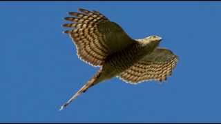 Sparrowhawk Bird Call Bird Song [upl. by Cirle]