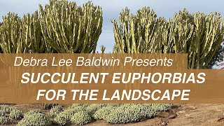 See Big Beautiful Succulent Euphorbias in Gardens amp Landscapes [upl. by Yssej]