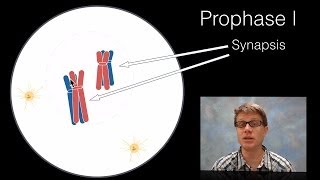 Phases of Meiosis [upl. by Nnylodnewg622]