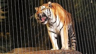 Siberian Tiger Roars at Lincoln Park Zoo [upl. by Lindemann609]