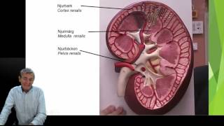 Urinorganen del 1 5 [upl. by Jewell]
