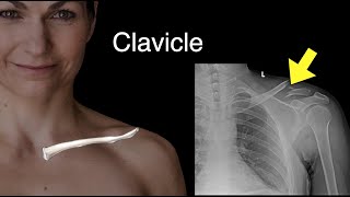 Clavicle [upl. by Ihcego]