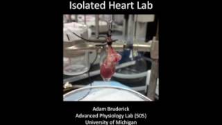 Langendorff Isolated Heart Lab [upl. by Eecal306]