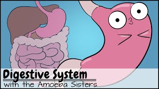 Digestive System [upl. by Ahron]