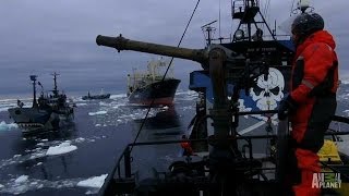 Ships Collide in Final Confrontation  Whale Wars [upl. by Mart]