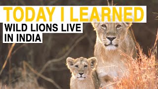 TIL Wild Lions Live in India  Today I Learned [upl. by Demitria]