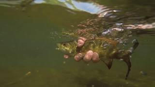 Smallmouth  Fly Fishing Little Pigeon River Sevierville [upl. by Padegs]