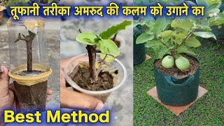 कब  कैसे उगाये अमरुद का पौधा कलम से  कैसे पाए ढेर सारे फल गमले में  Grow Guava Tree Branch In Pot [upl. by Anahsal]