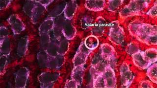 Malaria Lifecycle Part 1 Human Host 2016 [upl. by Eycal]