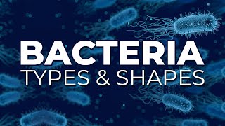 BACTERIA TYPES AND SHAPES [upl. by Nois]