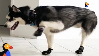 Funny Dogs Try Walking in Winter Boots  The Dodo [upl. by Leanard826]