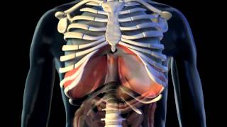 Diaphragm  3D Medical Animation  ABP © [upl. by Ohara959]