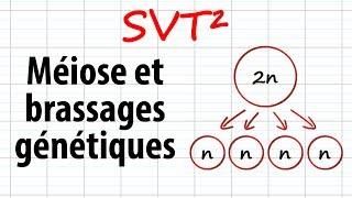 Méiose et brassages génétiques SVT²révisions BAC [upl. by Ifar]