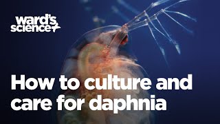 Caring and Culturing for Daphnia [upl. by Eartnoed]