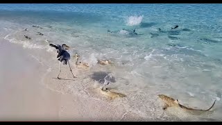 SHARKS ATTACK FEEDING FRENZY IN THE MALDIVES [upl. by Nowd]