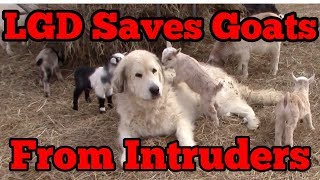 Livestock Guardian Dog Saves Goats From Intruders [upl. by Nahsin]