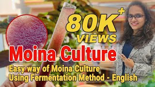 how to culture Moina live fish feed Easy way of Moina Culture Using Fermentation Method  English [upl. by Gordan]