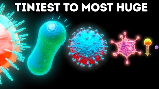 Microbes From Smallest to Largest [upl. by Anegal]