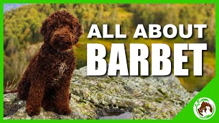 All About The Barbet [upl. by Isahella]