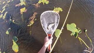 Grayling fishing in Yellowstone [upl. by Rainger]