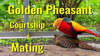 Golden Pheasants Courtship amp Mating [upl. by Decker210]