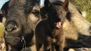 Baby Wolf Meets Sheep  see what happens [upl. by Yruj73]