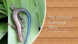 Common Fivelined Skink [upl. by Colvert592]