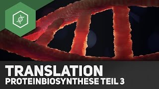 Die Translation  Proteinbiosynthese Teil 3 [upl. by Lebiralc737]