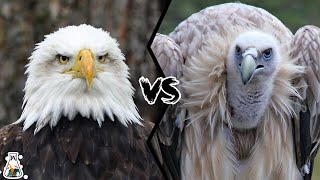 EAGLE VS VULTURE  Which is The Strongest [upl. by Audrie]